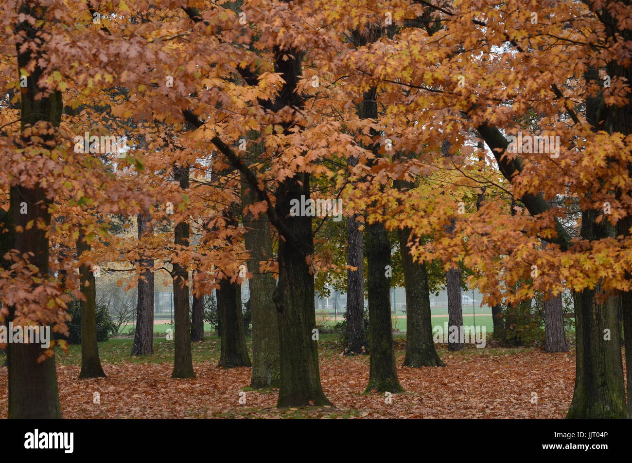 Couleurs d'automne au parc de Bron-Parilly, Lyon (France Photo Stock - Alamy