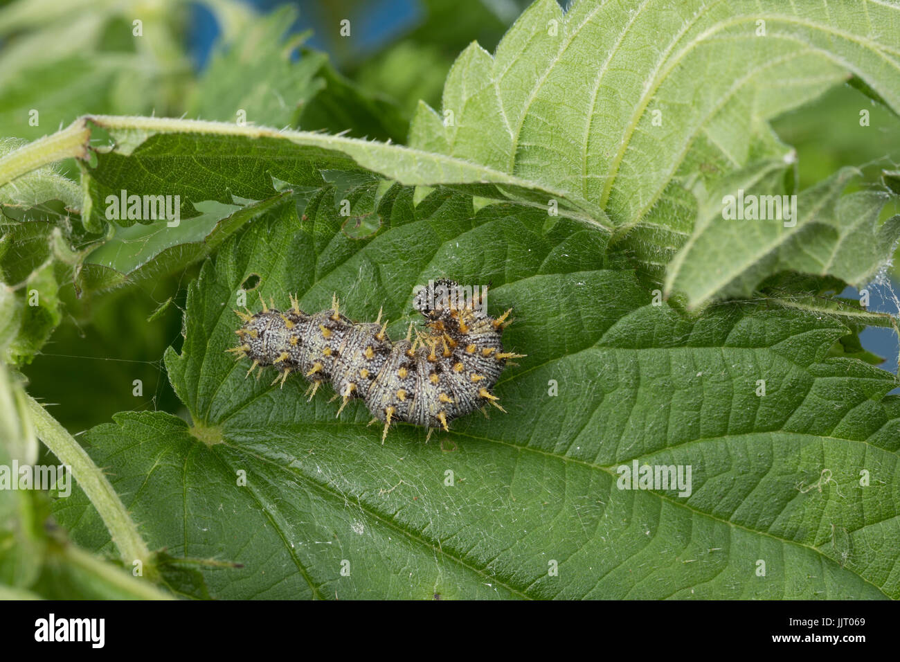 L'amiral, un Brennnessel Raupe frisst, Vanessa atalanta, Pyrameis atalanta, l'amiral rouge, Caterpillar, le Vulcain Banque D'Images