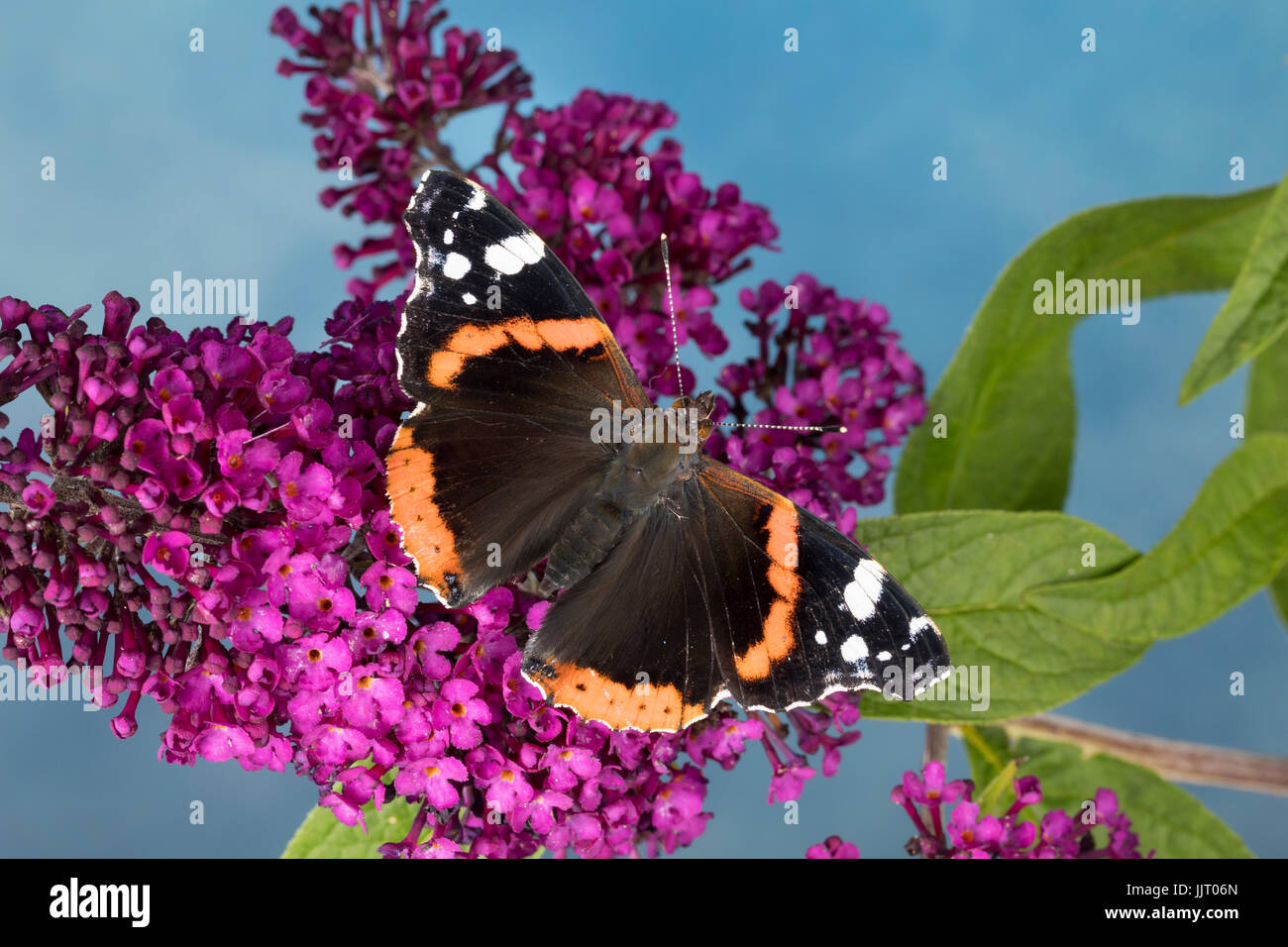 L'amiral, un Blütenbesuch Schmetterlingsflieder, Buddleja, Sommerflieder, Vanessa atalanta, Pyrameis atalanta, l'amiral rouge, Caterpillar, le Vulcain Banque D'Images