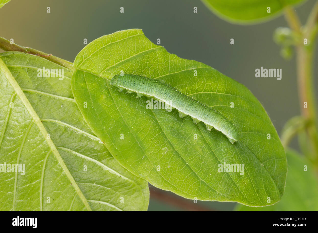Zitronen-Falter Zitronenfalter, Raupe frisst, un Gonepteryx rhamni, Faulbaum, Brimstone, Brimstone Butterfly, Caterpillar, le Citron Banque D'Images