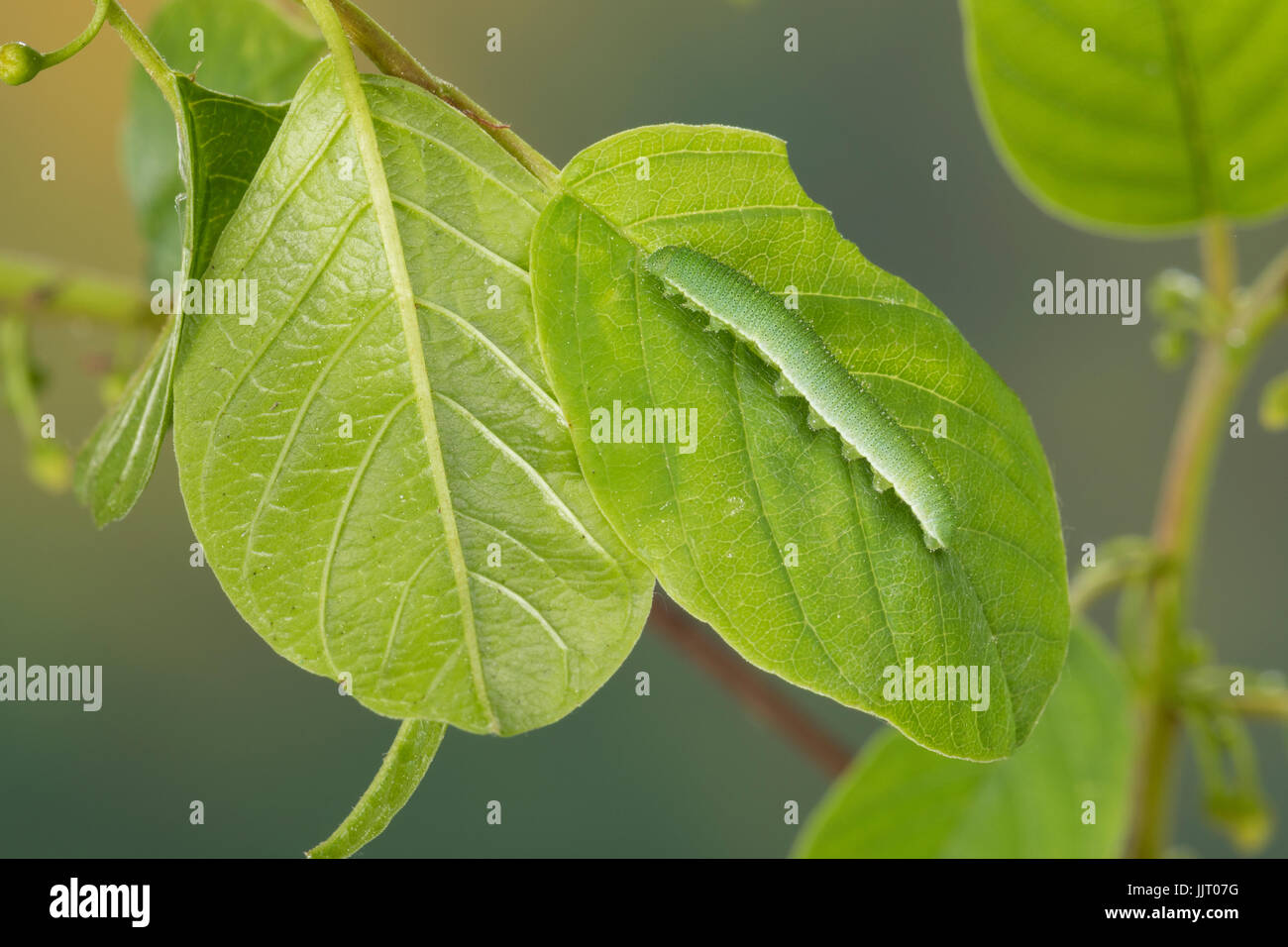 Zitronen-Falter Zitronenfalter, Raupe frisst, un Gonepteryx rhamni, Faulbaum, Brimstone, Brimstone Butterfly, Caterpillar, le Citron Banque D'Images