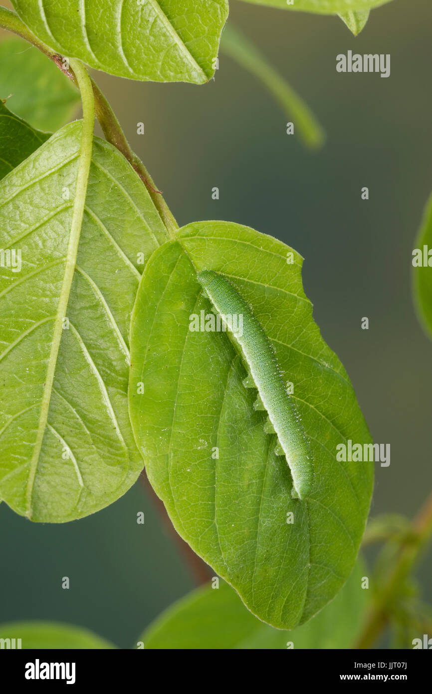 Zitronen-Falter Zitronenfalter, Raupe frisst, un Gonepteryx rhamni, Faulbaum, Brimstone, Brimstone Butterfly, Caterpillar, le Citron Banque D'Images