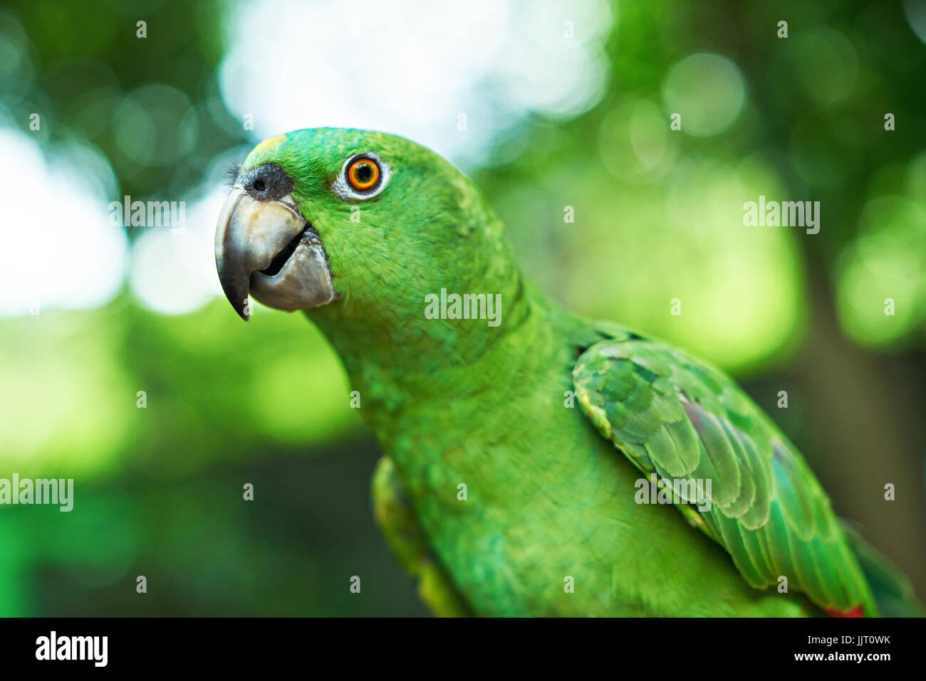 Portrait de perroquet vert close up. Portrait de Parrot à la caméra en Banque D'Images