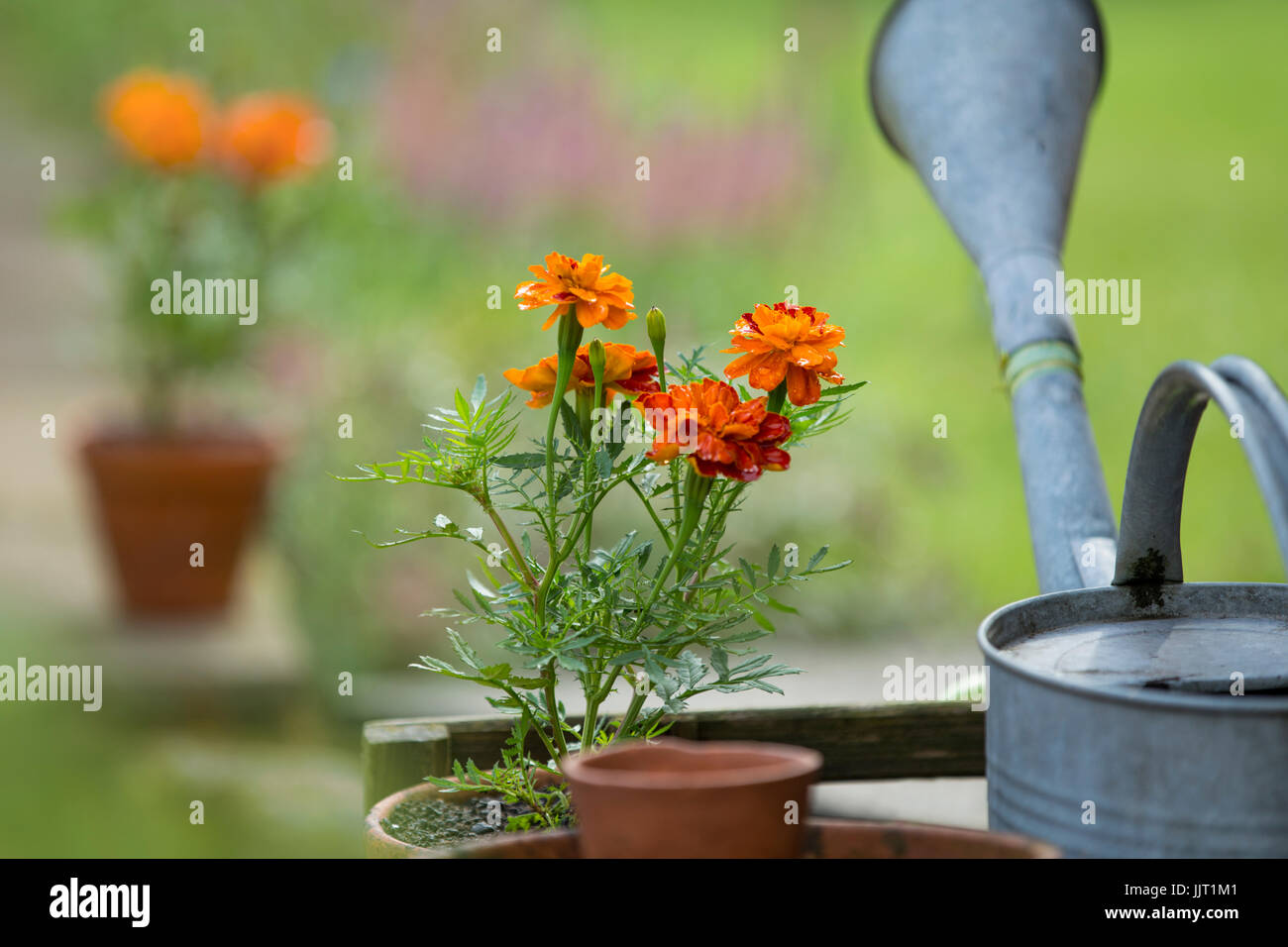 Tagetes dans des pots d'argile. Banque D'Images