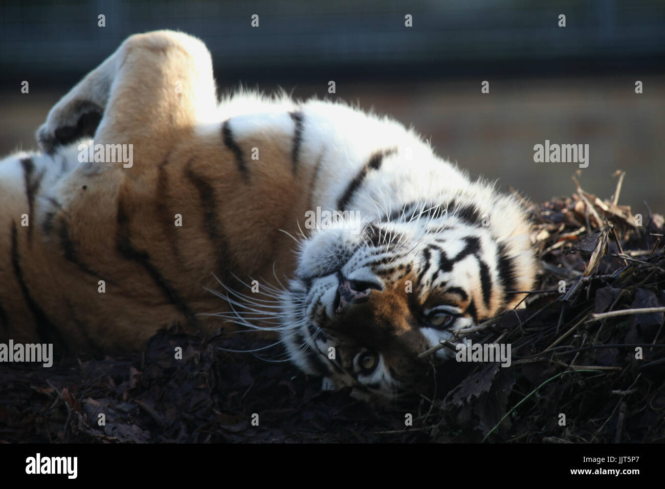 Amur tiger, Linton Zoo, Linton, Cambridgeshire, Angleterre Banque D'Images