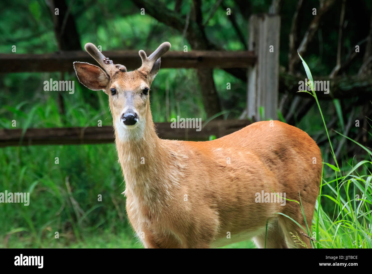Un jeune cerf de buck tôt le matin dans la lumière Martin Park à Oklahoma City. Banque D'Images