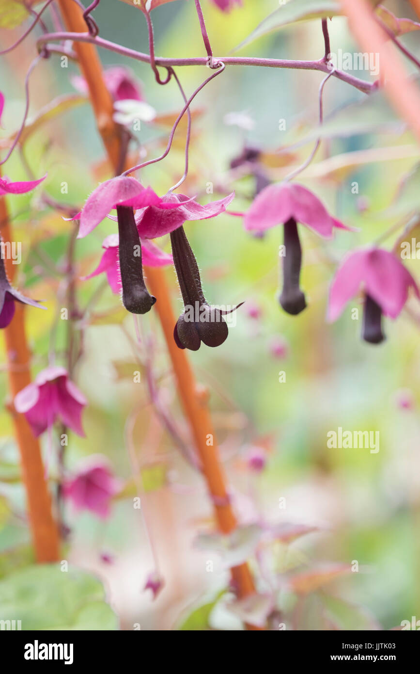 Rhodochiton atrosanguineus. Purple fleurs vigne bell. UK Banque D'Images