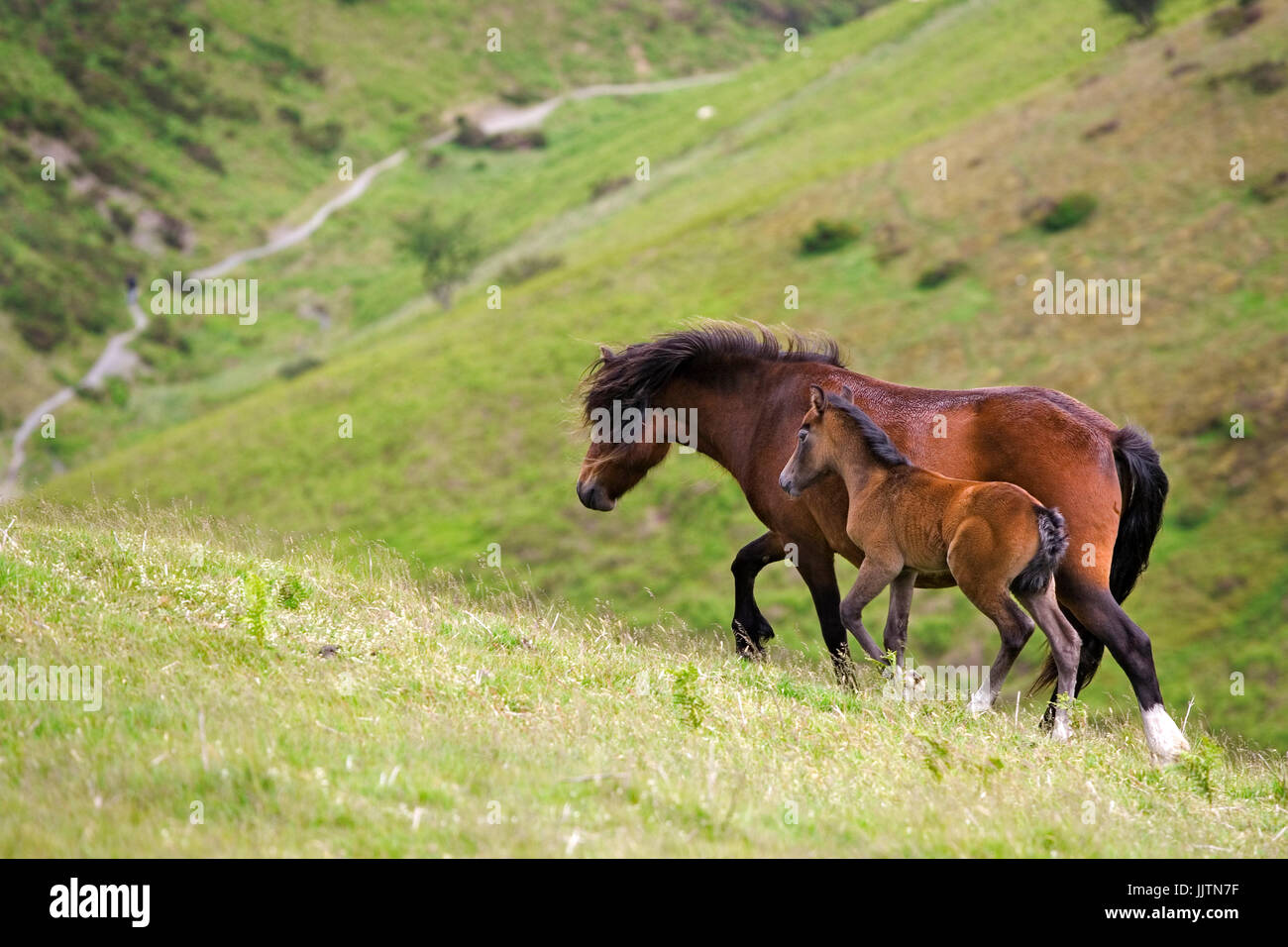 Mare et son poulain sur les maures, Townbrook Valley, Long Mynd, Shropshire, England, UK Banque D'Images