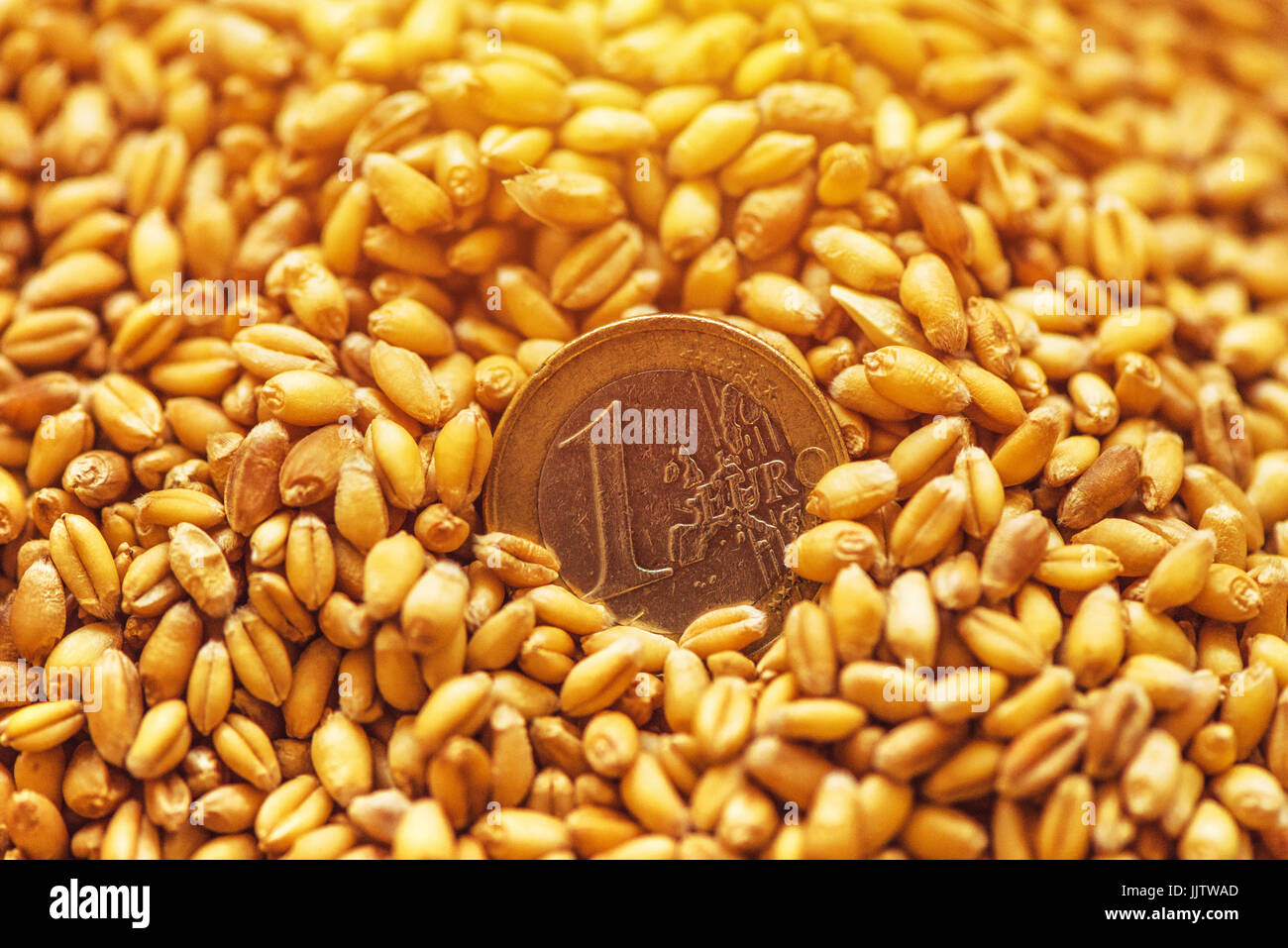 Une pièce en euro dans les grains de blé récoltés, selective focus Banque D'Images