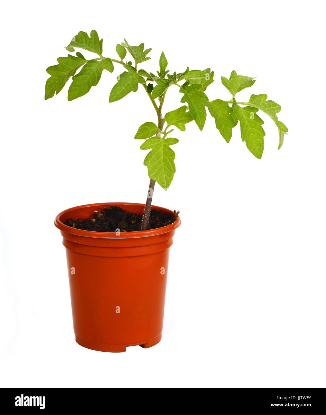 Un jeune plant de tomate qui se développe dans un pot de fleurs Banque D'Images