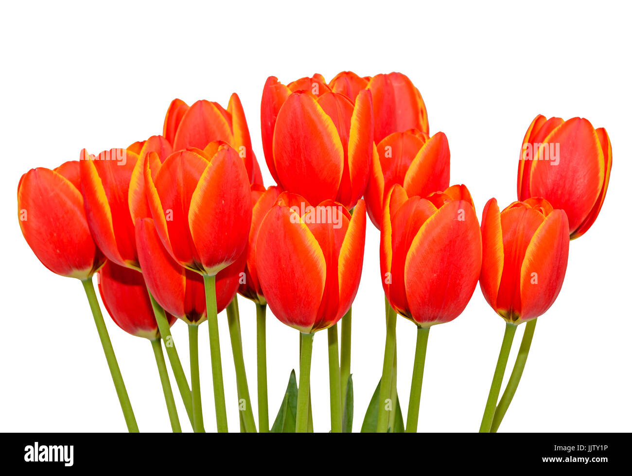 Tulipes fleurs orange rouge close up avec marges jaunes, Close up isolated Banque D'Images