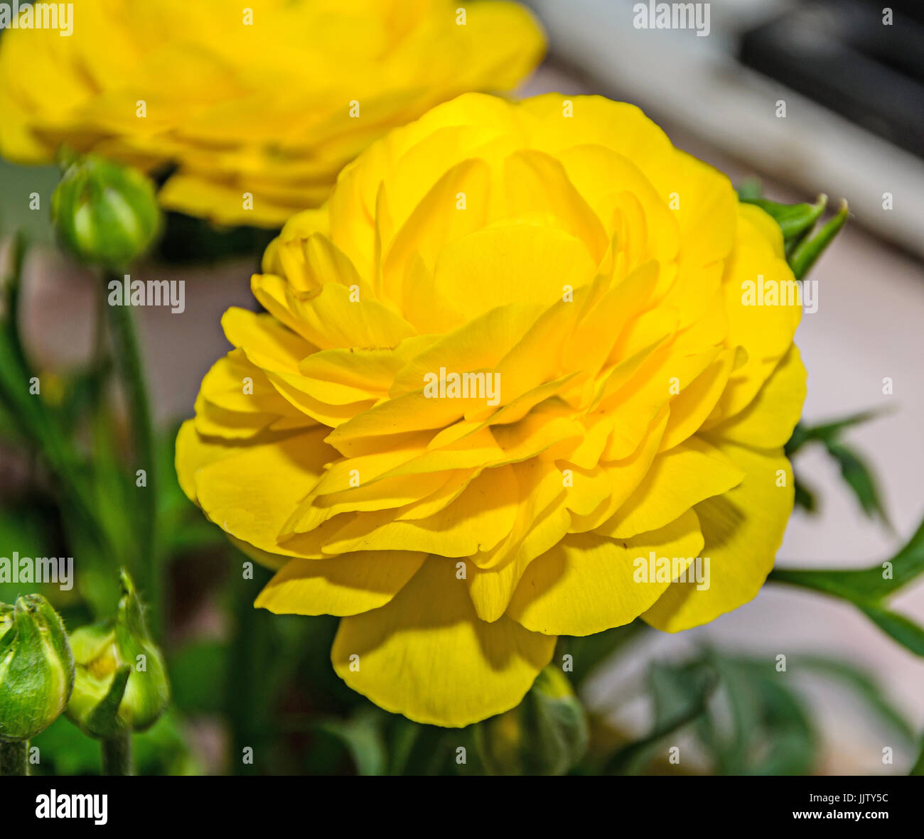 Renoncule jaune fleur, famille des Ranunculaceae. Genre : les renoncules,  spearworts crowfoots, et de l'eau. Close up, isolé Photo Stock - Alamy
