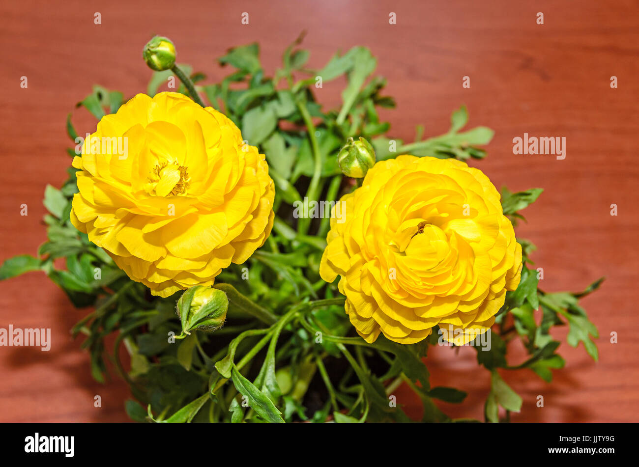 Renoncule jaune fleurs, famille des Ranunculaceae. Genre : les renoncules,  spearworts crowfoots, et de l'eau. Close up, isolé Photo Stock - Alamy