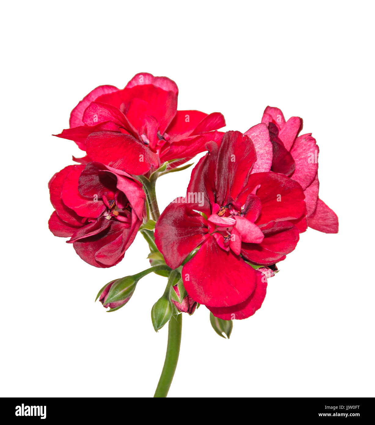 Fleurs géraniums rouge foncé, Pelargonium close up isolé sur blanc. Banque D'Images