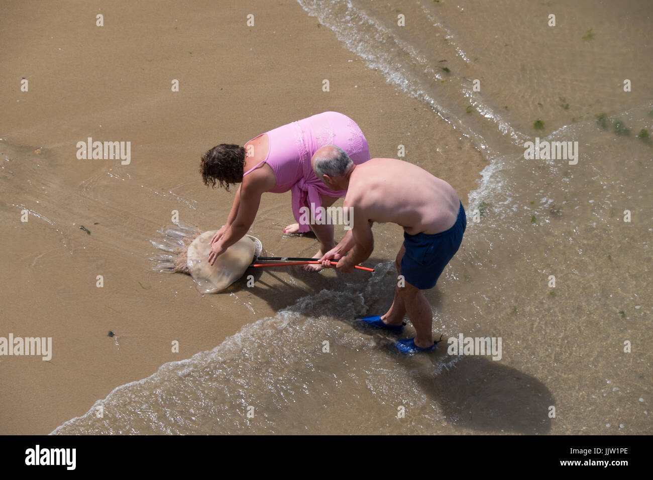 Tentative de sauvetage d'un baril méduses dans le port de Tenby. S'agit d'une prolifération récente le long de la côte de l'océan entre la hausse de température ? 20.7.17 Banque D'Images