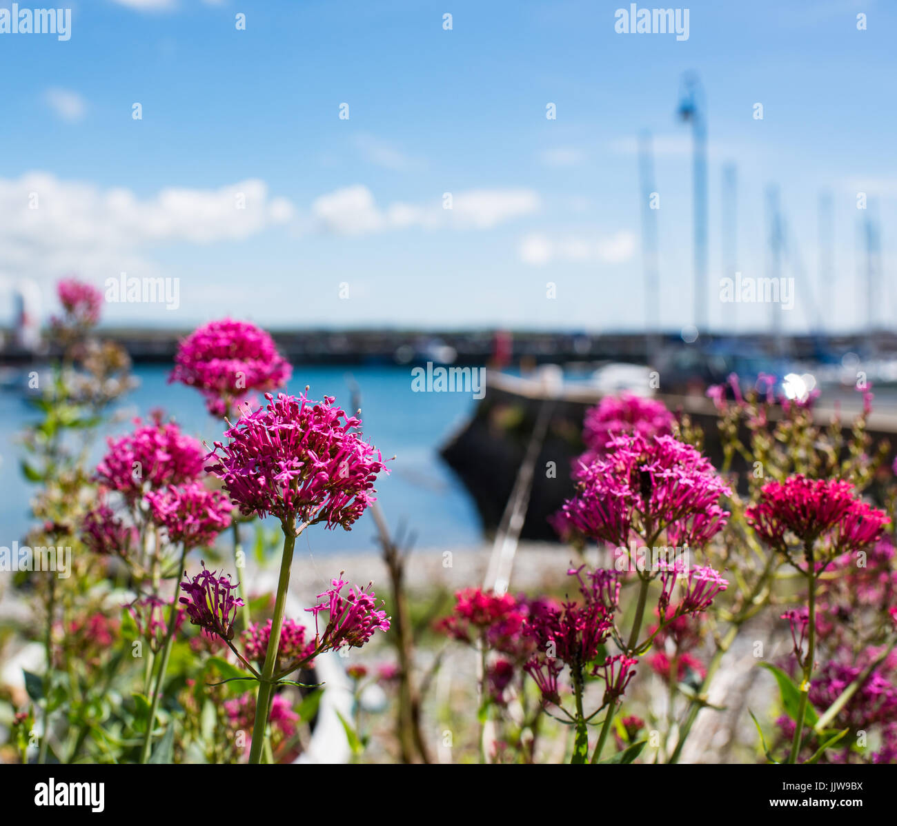 La valériane rouge plantes avec port St Mary Harbour dans l'arrière-plan Banque D'Images