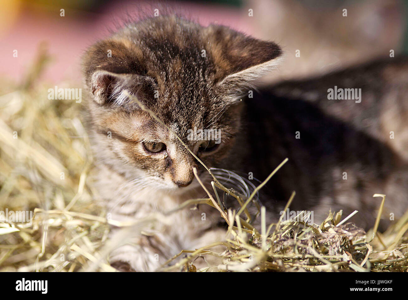 Chat Bebe Banque De Photographies Et D Images A Haute Resolution Alamy