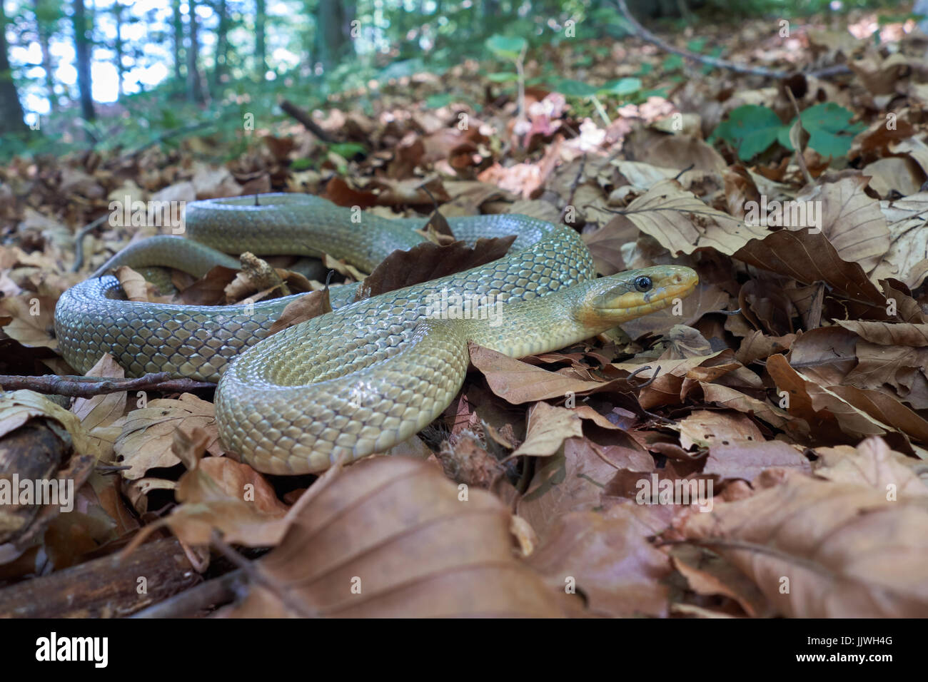 Aesculapian Snake. Zamenis longissimus. Le Trentin. Italie Banque D'Images