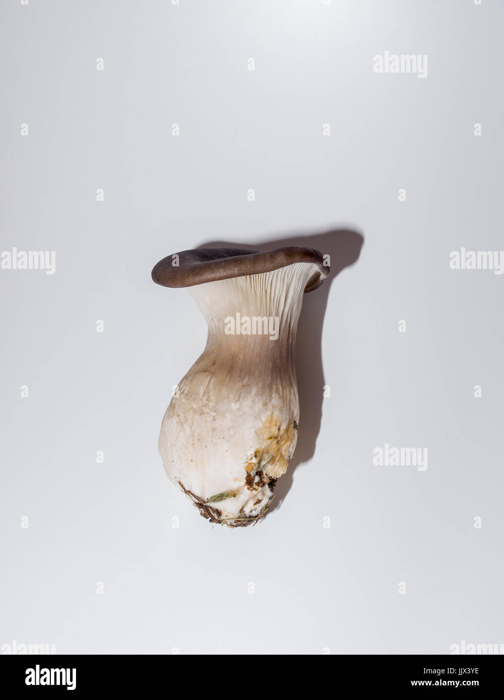Pleurotus ostreatus. Pleuroto en forma de Concha. Seta comestible. Lignícola, crecer suele sobre la madera. Madrid. España Banque D'Images
