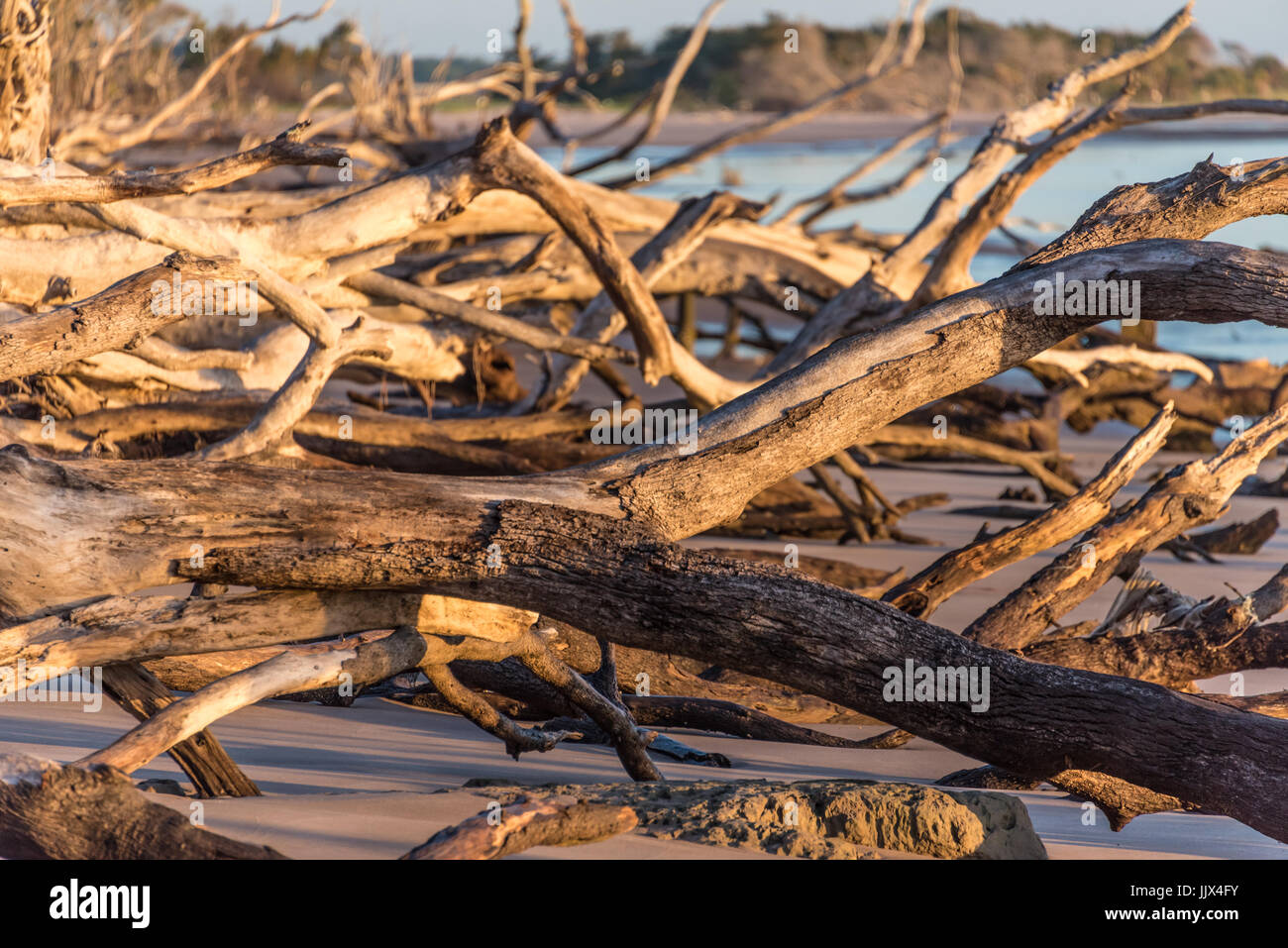 Sunlit driftwood Beach sur Boneyard à Big Talbot Island près de Amelia Island et Jacksonville, Floride. (USA) Banque D'Images