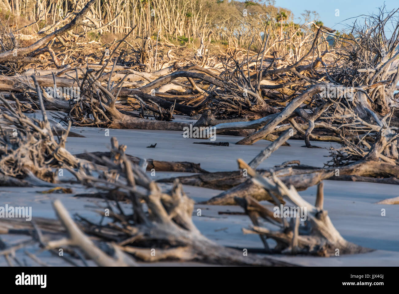 Tableau de la dispersion massive de bois flotté sur la plage Boneyard Big Talbot Island près de Amelia Island et Jacksonville, Floride. (USA) Banque D'Images