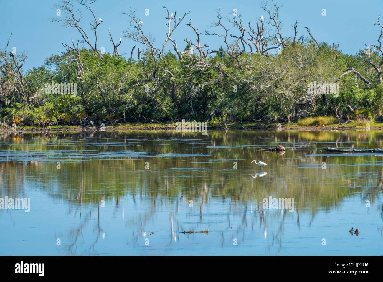 Les grandes aigrettes se rassemblent à Simpson Creek dans le Timucuan Préserver écologique et historique sur l'île Big Talbot à Jacksonville, Floride, USA. Banque D'Images