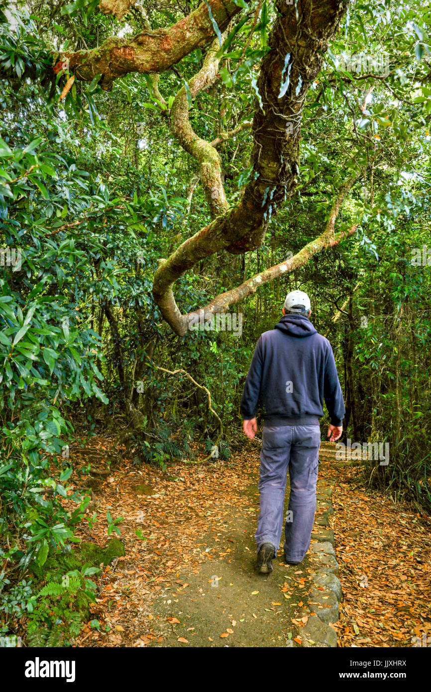 Promenade dans la forêt tropicale du Parc National de Springbrook, arrière-pays de la Gold Coast, Queensland, Australie Banque D'Images