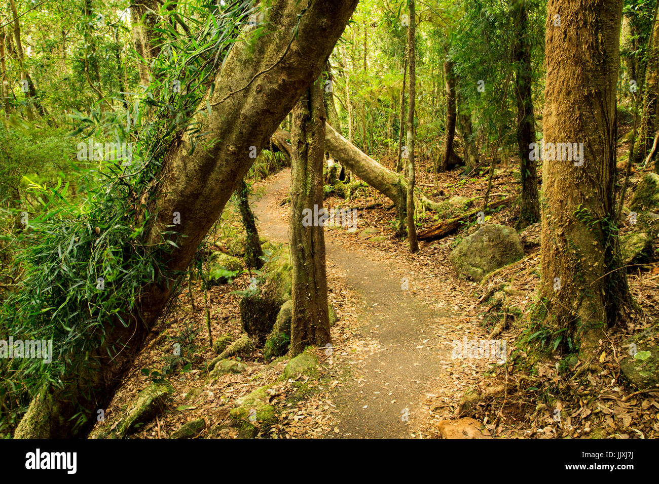 Promenade dans la forêt tropicale du Parc National de Springbrook, arrière-pays de la Gold Coast, Queensland, Australie Banque D'Images