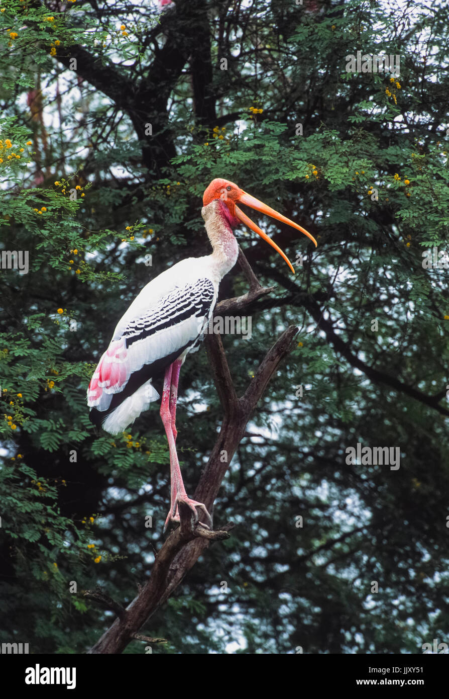 Painted Stork (Mycteria leucocephala), de Keoladeo Ghana National Park, Bharatpur, Rajasthan, Inde, Banque D'Images