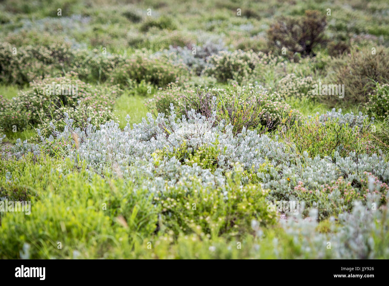 Les herbes de l'Afrique à l'Etosha National Park, situé en Namibie, l'Afrique. Banque D'Images