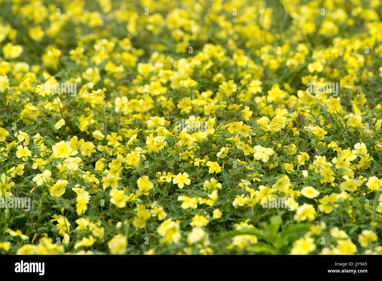 Fleurs jaunes en fleurs à Etosha National Park, Namibie, Afrique. Banque D'Images