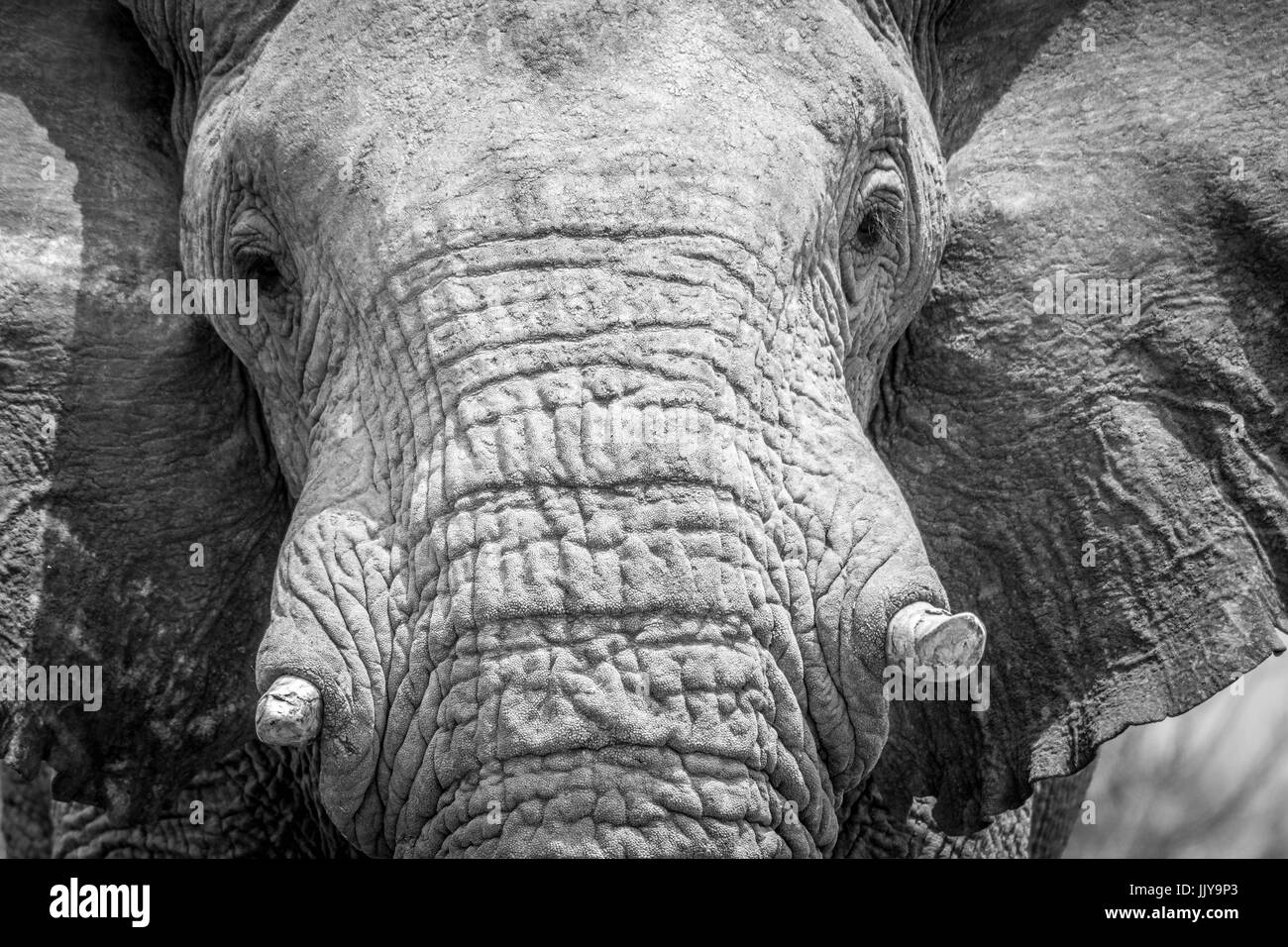 Vue rapprochée d'un éléphant à Etosha National Park, situé en Namibie, l'Afrique. Banque D'Images