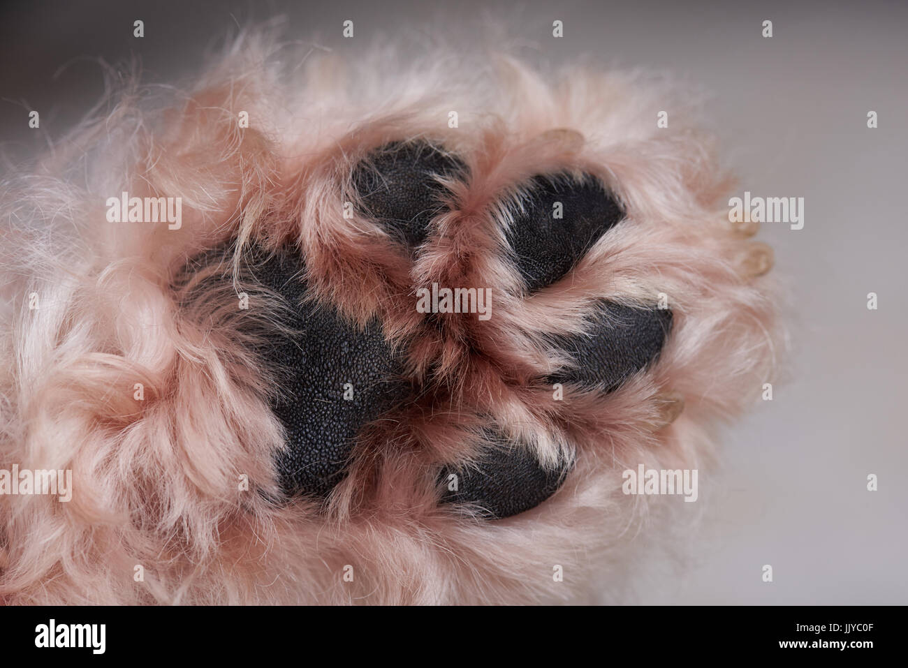 Close-up of fluffy dog paw avec la peau noire Banque D'Images