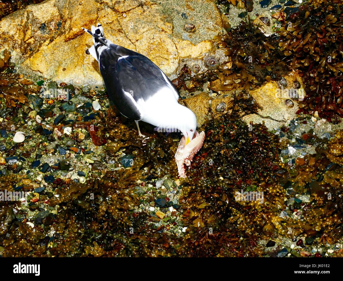 Sea Gull manger une partie d'un langostine entouré par la mer des rochers colorés dans les eaux peu profondes sous une jetée. Finistètere, Roscoff, Bretagne, France. Banque D'Images