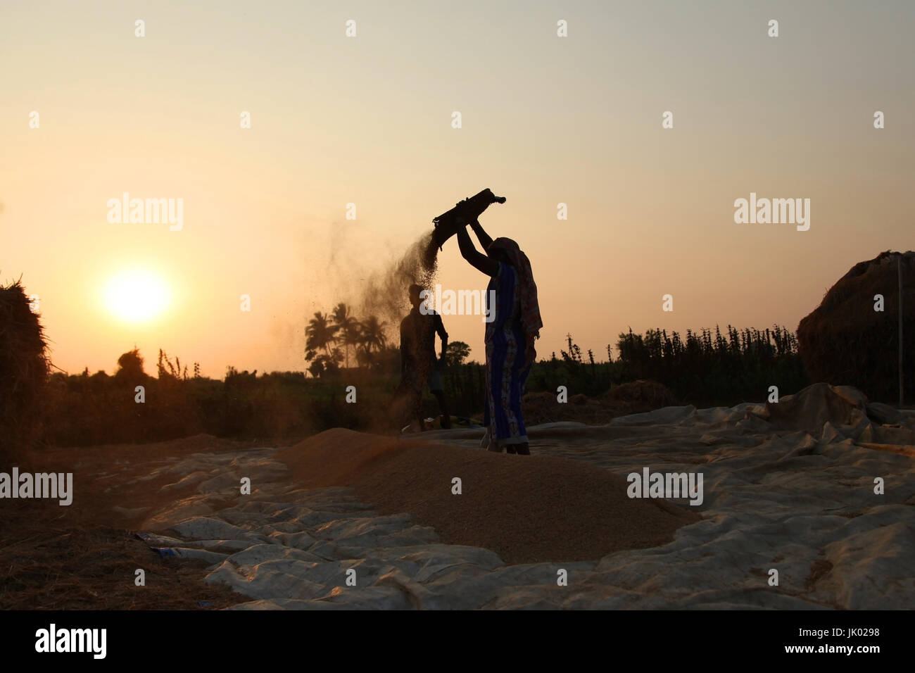 Les agriculteurs de la récolte du riz dans les rizières de l'Inde. Banque D'Images