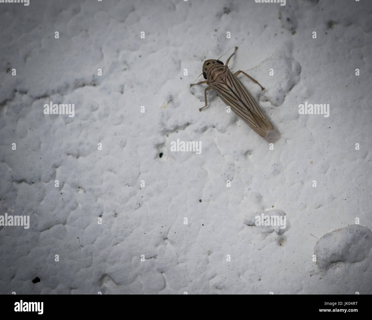 La cicadelle petit insecte sur un mur blanc Banque D'Images