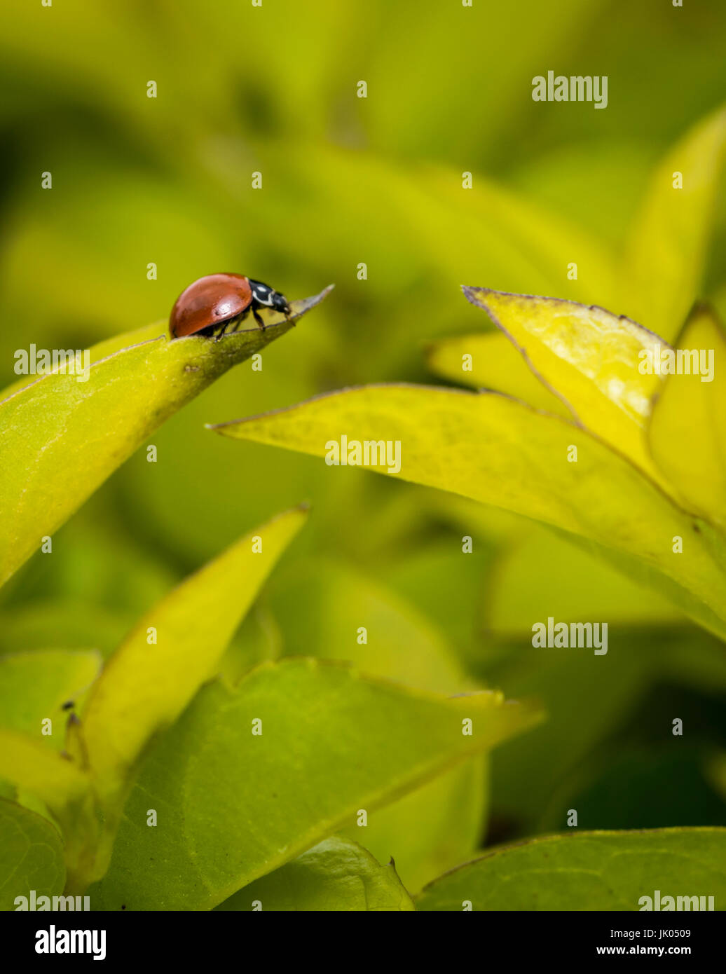 Little Brown coccinelle sur une feuille d'arbre Banque D'Images