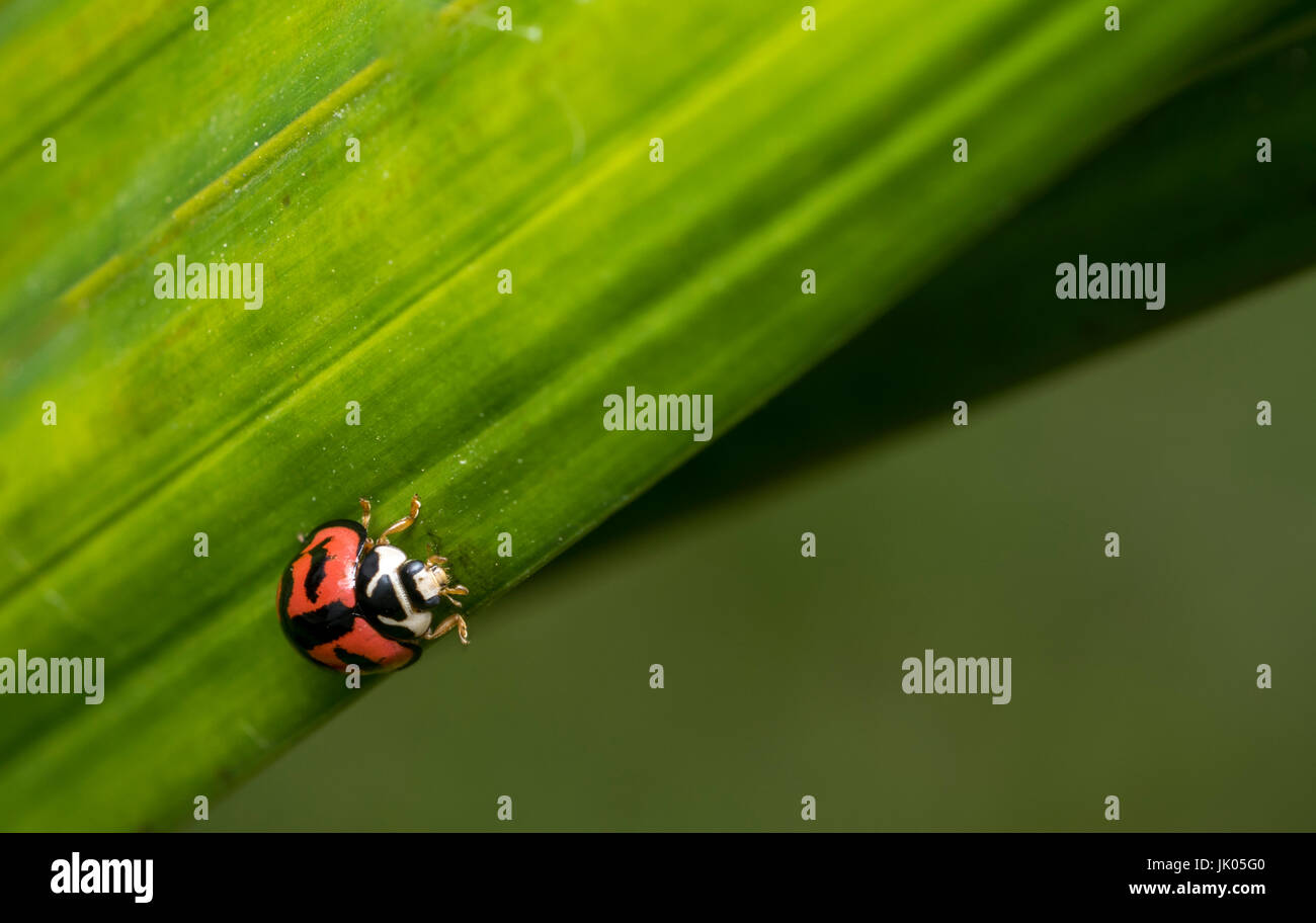 Coccinelle commune avec des taches sur une feuille Banque D'Images