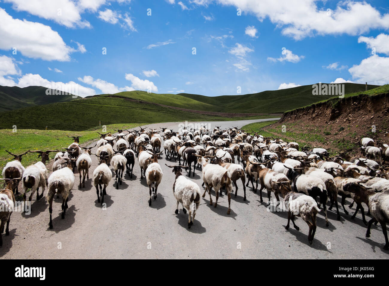 Troupeau de moutons dans la rue Banque D'Images