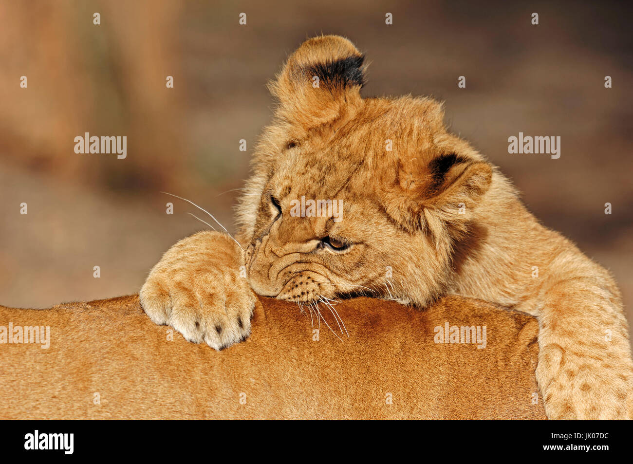 L'African Lion, cub / (Panthera leo) | Afrikanischer Loewe, Jungtier / (Panthera leo) / Afrikanischer Löwe Banque D'Images