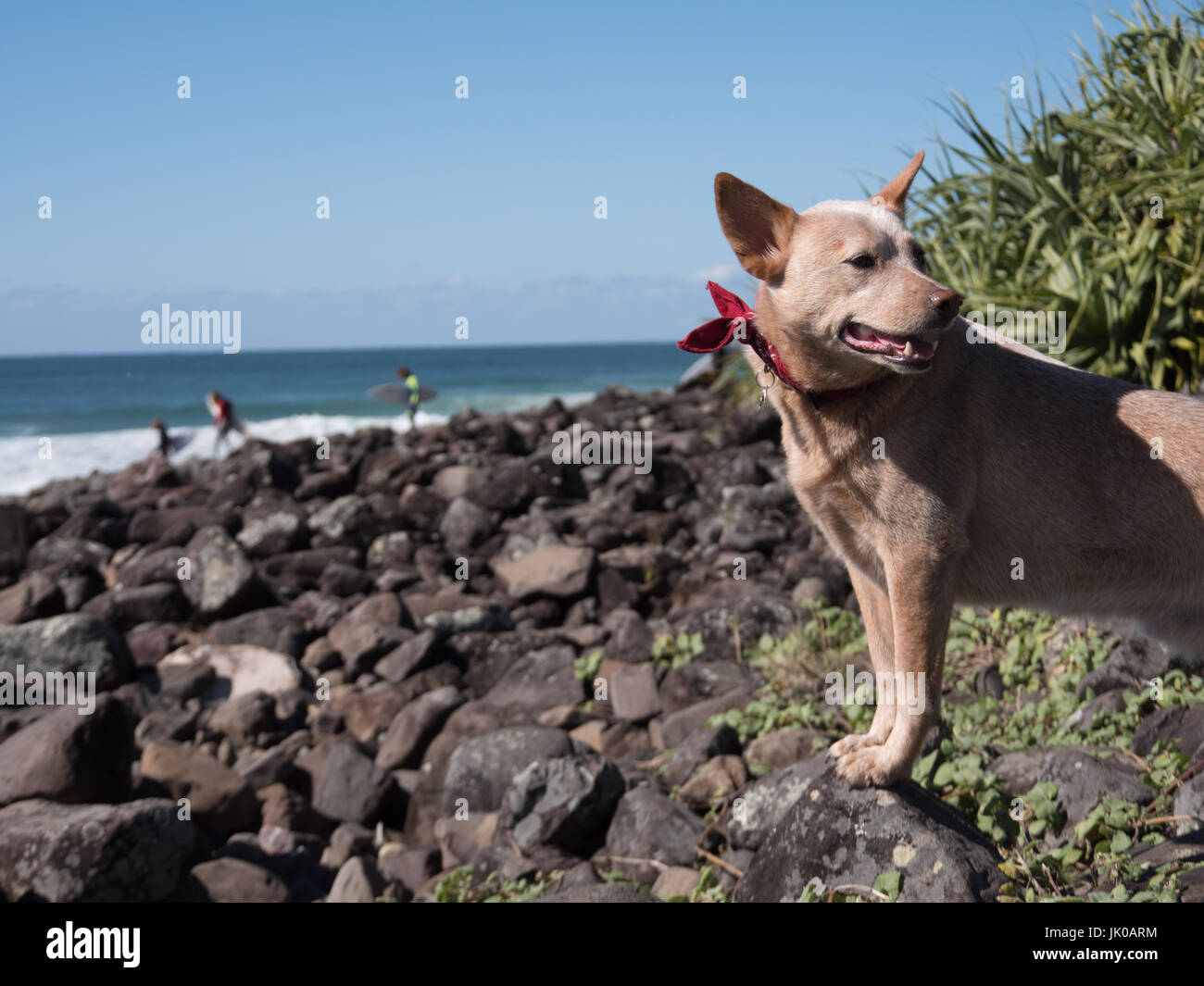 Rouge fidèle chien de bétail en attente de son propriétaire par la mer surf sur une journée d'été Banque D'Images