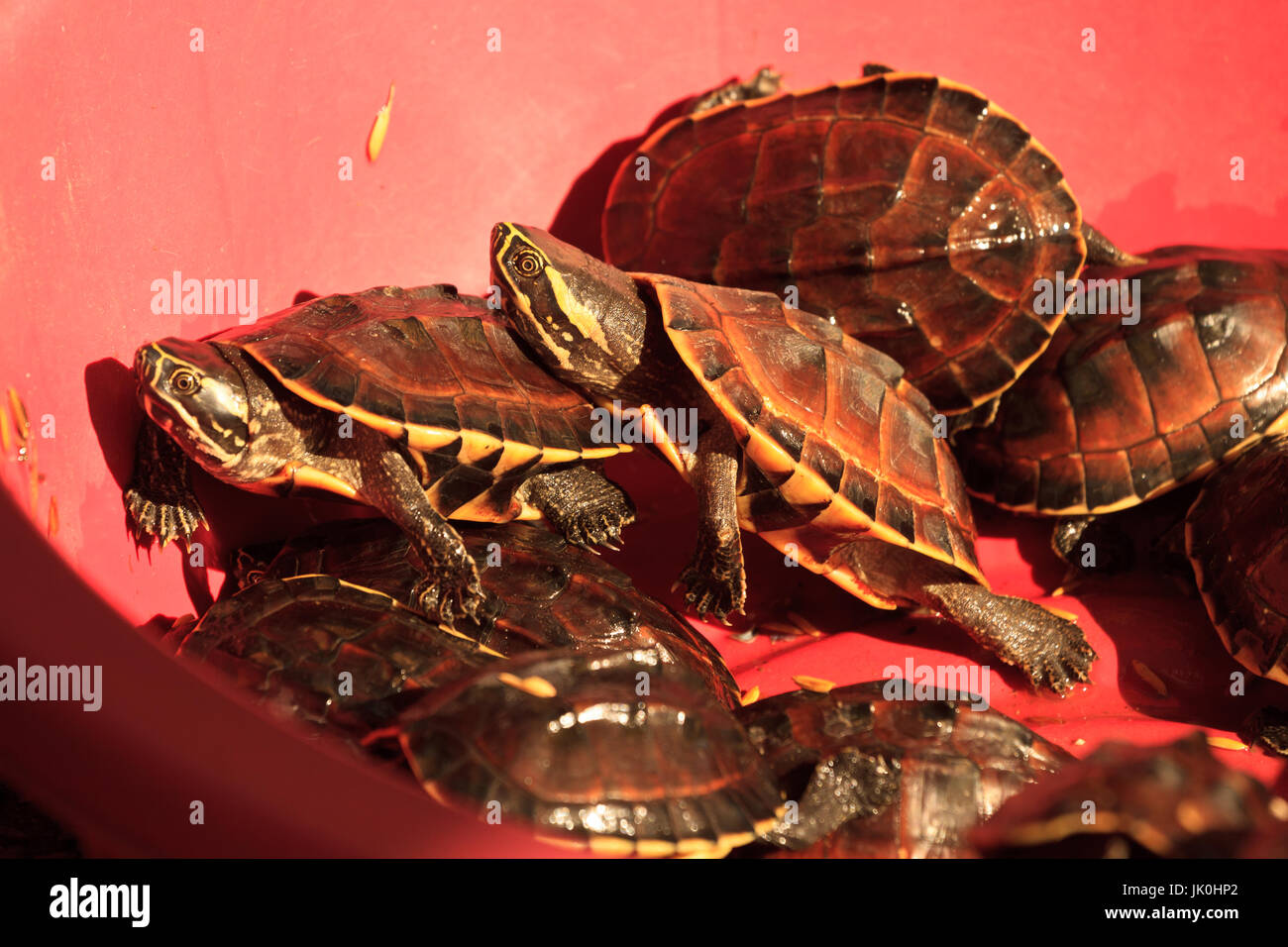 Tortue dans le bassin en vente sur un marché au Cambodge Banque D'Images