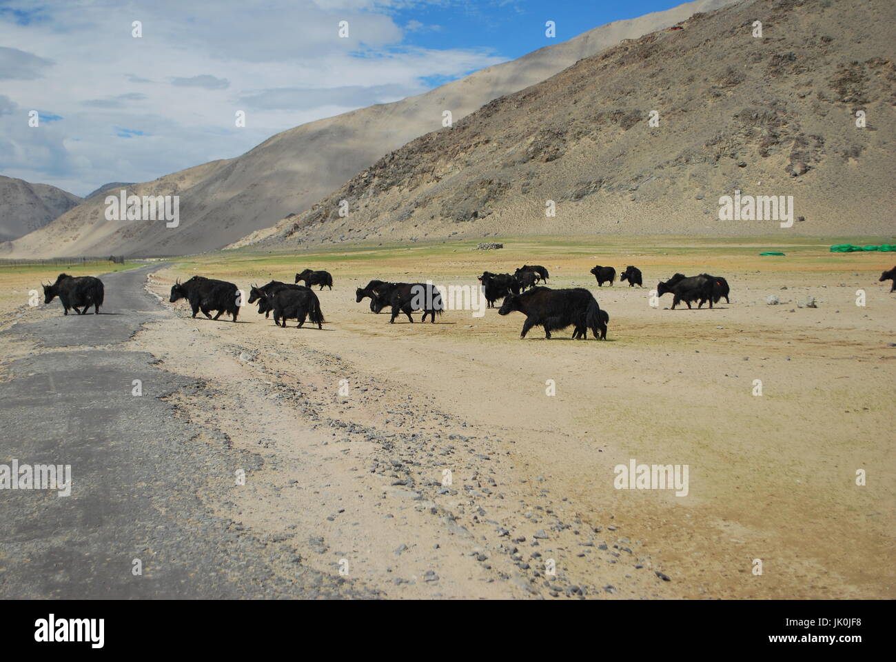 Le Yak sauvage Banque D'Images