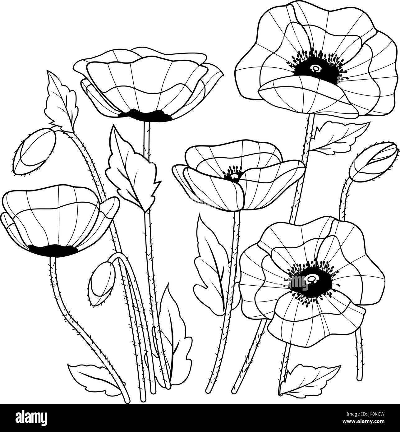 Coquelicots Livre De Coloriage Noir Et Blanc La Page Image Vectorielle Stock Alamy