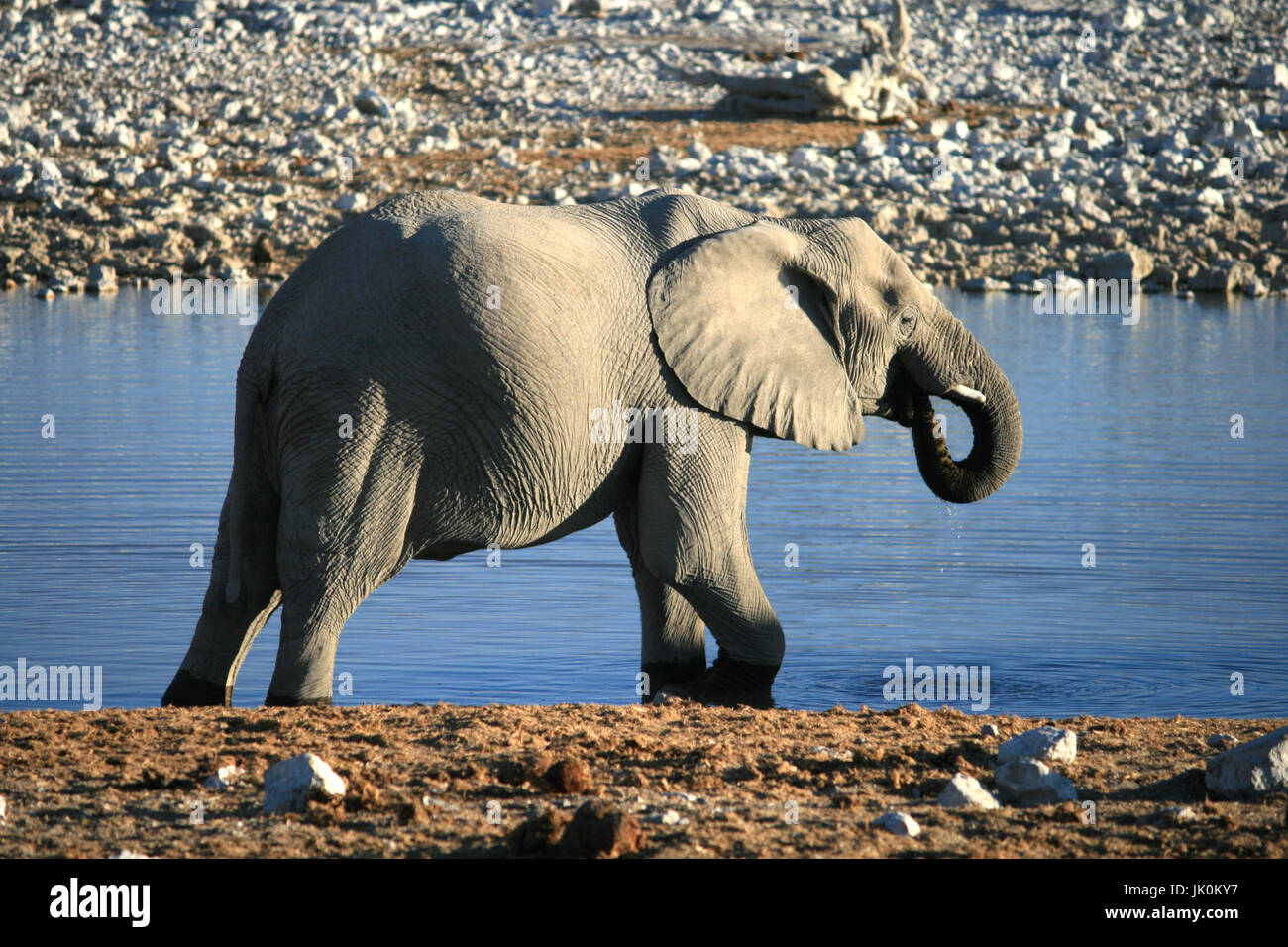 Un éléphant d'Afrique de l'alcool à un point d'eau dans le soleil du soir, Etosha National Park, Namibie Banque D'Images