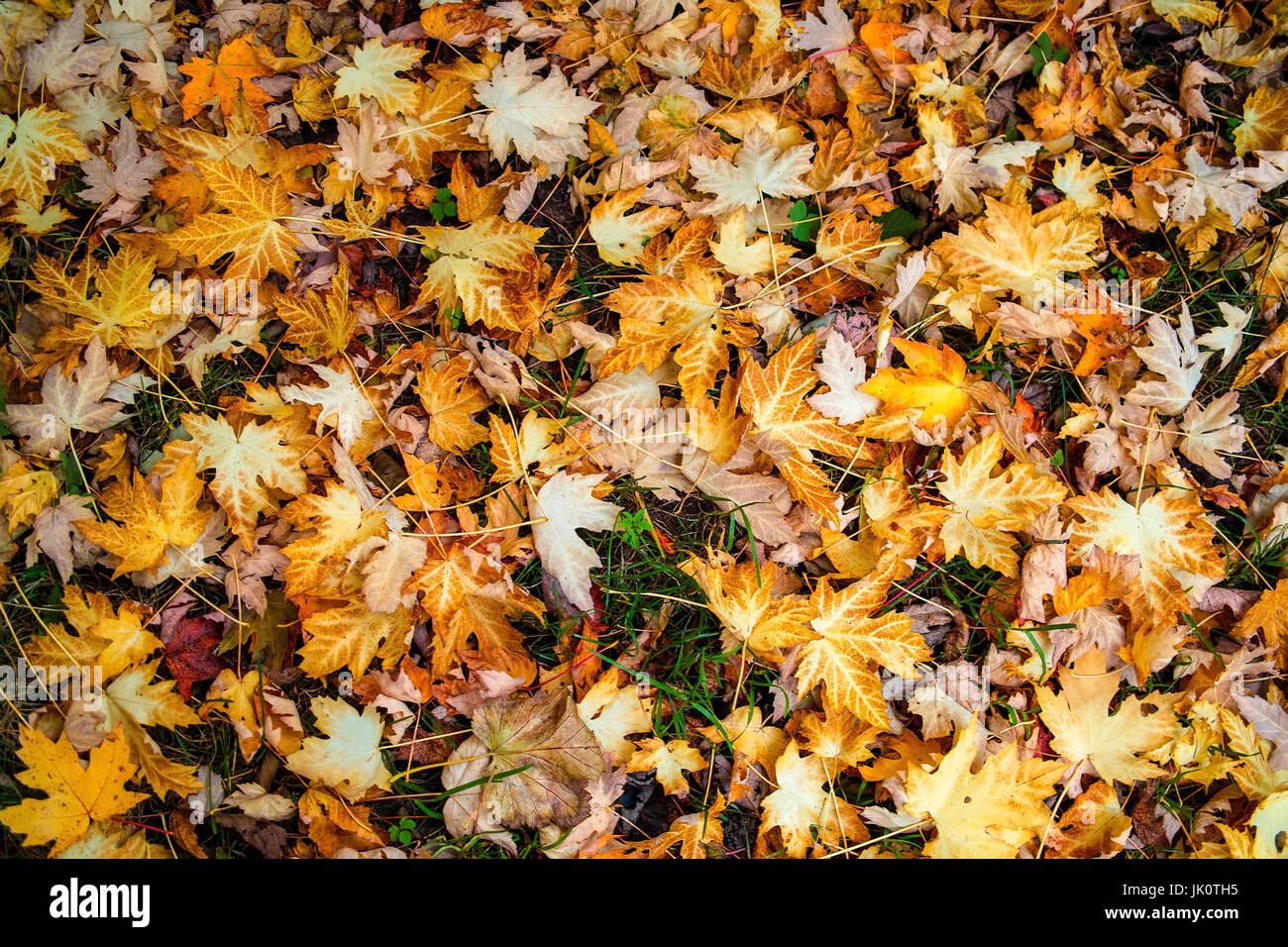 Feuilles d'érable sur le sol après la chute automnale des feuilles, am ahornblaetter laubfall herbstlichen nach dem boden Banque D'Images