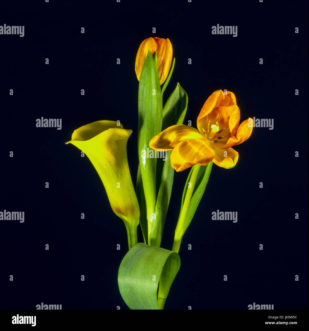 'Yellow zantedeschia et tulipes orange tulip avec feuilles ; arrière-plan foncé. jaune zantedeschia et orange avec tulipes tulip-feuille ; cuisson foncé Banque D'Images