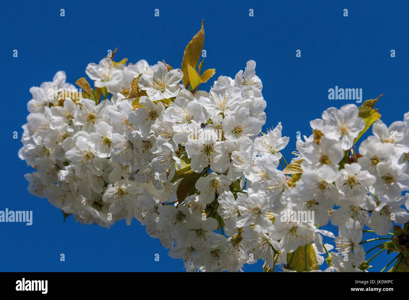 Trop-plein d'épanouissement cherry branch, uebervoll bluehender kirschzweig Banque D'Images