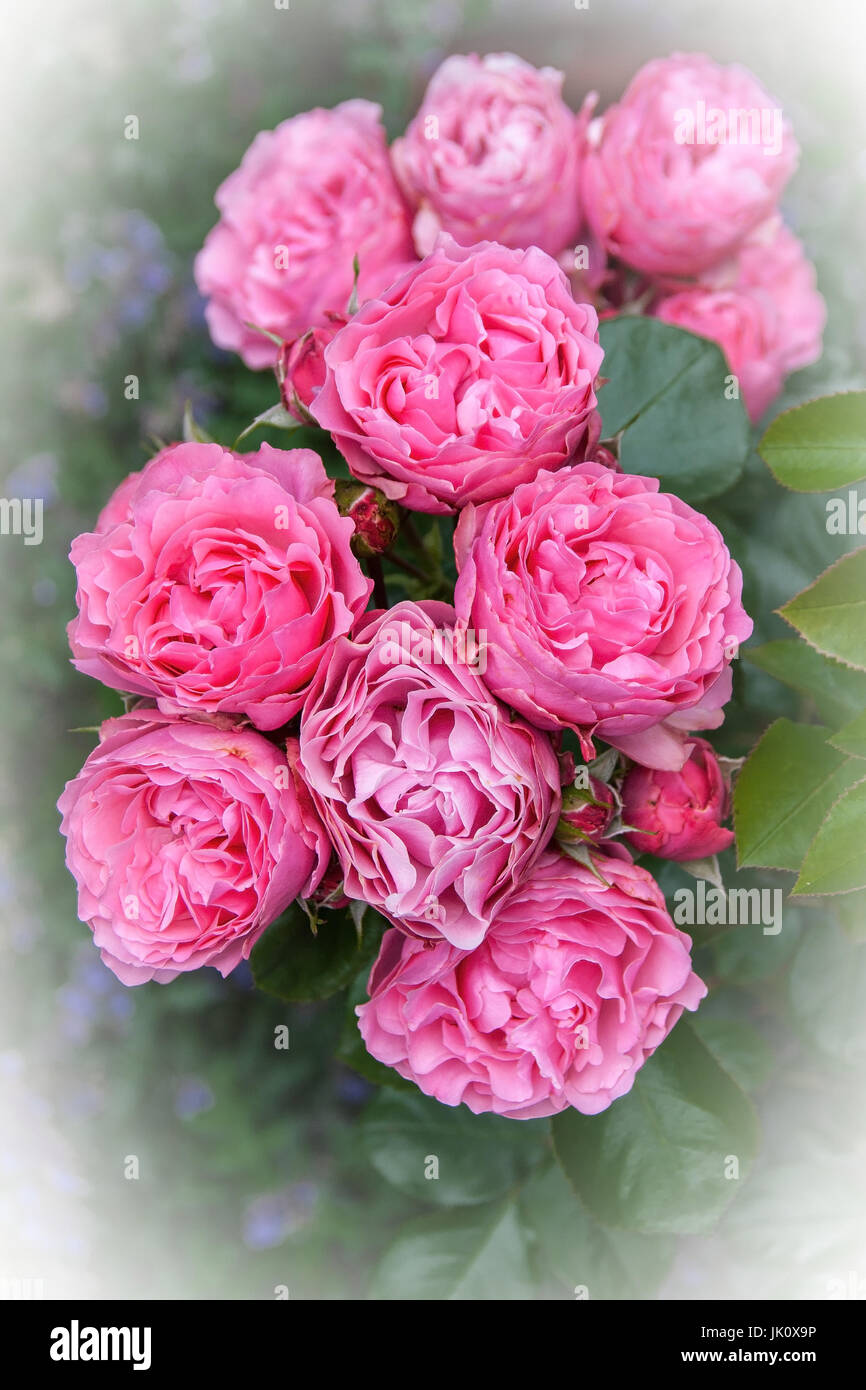 En direction de la rose fleur pleine, rosenzweig dans voller bluete Banque D'Images