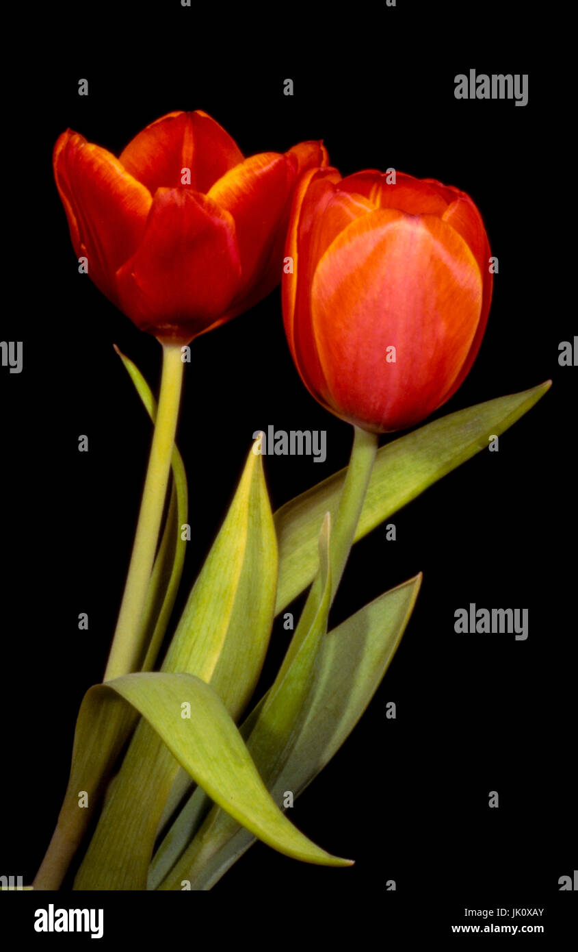 Deux tulipes rouges, exonérés avant fond sombre. Deux tulipes rouges, isolés dans le travail de statut effectue la cuisson déposer., zwei rote tulpen, freigestell Banque D'Images